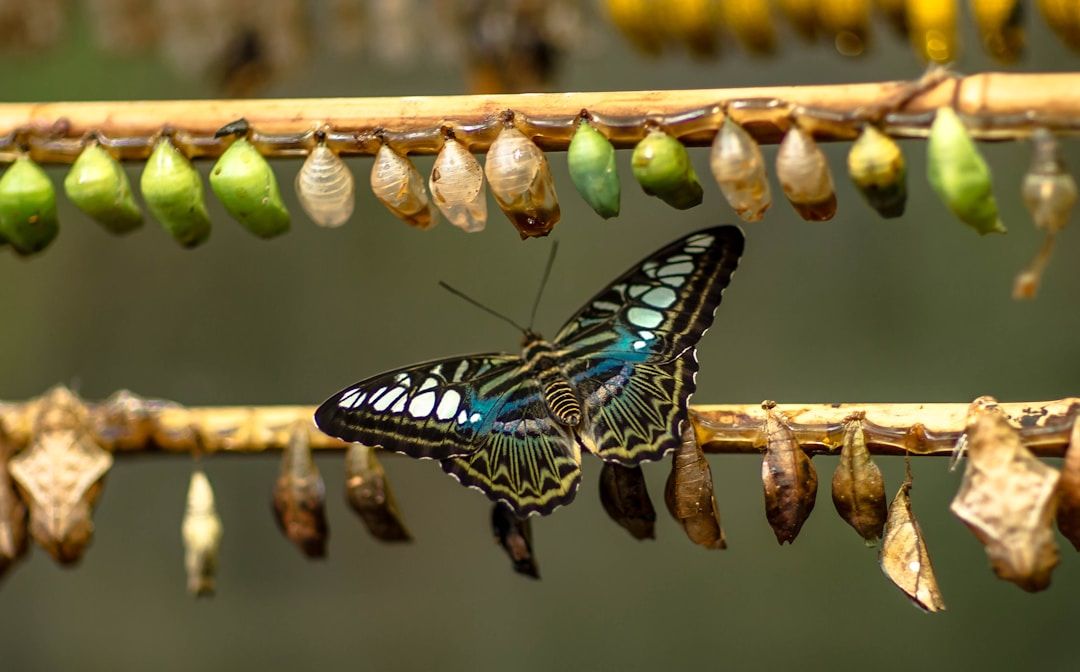 A butterfly resting among a row of chrysalises